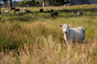 Avustralya 'daki güzel sığırlar ot yer, otlakta otlarlar. Tarımsal bir çiftlikte yetiştirilen sığır sürüsü. İlkbaharda sürdürülebilir tarım