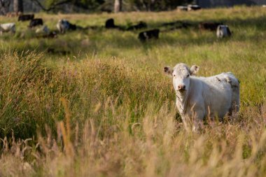 Green Pasture çiftliği sürdürülebilir tarım yapıyor Avustralya 'da yenilenebilir çiftliğin geleceği. Sağlıklı Toprak Yönetimi, Çevre Yönetimi ve Kırsal Peyzaj Gösterimi