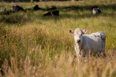 Altın Avustralya Çiftliği, yemyeşil çimleri, tarlada inekleri, sakızlı manzarası var. Geniş Kırsal Araziler ve Avustralya 'da sürdürülebilir yenilenebilir tarım için ilkbaharda