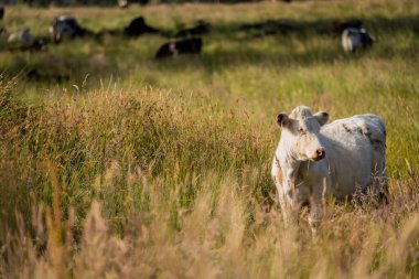 Avustralya 'daki güzel sığırlar ot yer, otlakta otlarlar. Tarımsal bir çiftlikte yetiştirilen sığır sürüsü. İlkbaharda sürdürülebilir tarım
