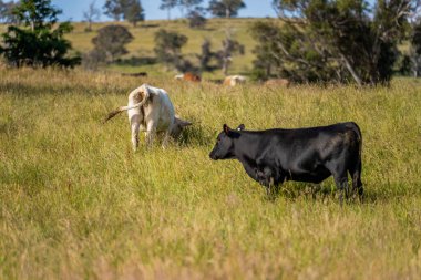 Bir tarlada ineklerle büyüyen uzun otlar, Sürdürülebilir bir Avustralya Çiftliğinde Sağlıklı Sığır Sürüsü. İlkbaharda Kırsal Tarım 'ın Yenilenme Uygulamalarını Sembolize Etmek
