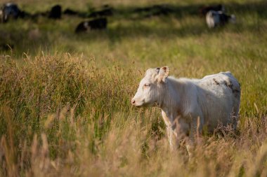 Green Pasture çiftliği sürdürülebilir tarım yapıyor Avustralya 'da yenilenebilir çiftliğin geleceği. Sağlıklı Toprak Yönetimi, Çevre Yönetimi ve Kırsal Peyzaj Gösterimi