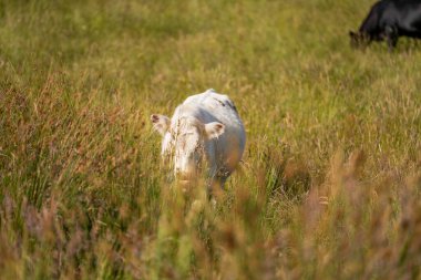 Green Pasture çiftliği sürdürülebilir tarım yapıyor Avustralya 'da yenilenebilir çiftliğin geleceği. Sağlıklı Toprak Yönetimi, Çevre Yönetimi ve Kırsal Peyzaj Gösterimi