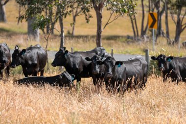 Avustralya 'daki güzel sığırlar ot yer, otlakta otlarlar. Tarımsal bir çiftlikte yetiştirilen sığır sürüsü. İlkbaharda sürdürülebilir tarım