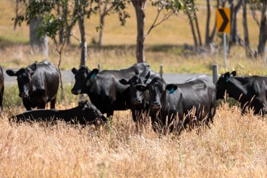 Avustralya 'daki güzel sığırlar ot yer, otlakta otlarlar. Tarımsal bir çiftlikte yetiştirilen sığır sürüsü. İlkbaharda sürdürülebilir tarım