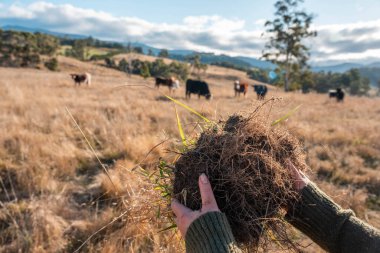  Çiftçi Toprak Sağlığını Denetliyor ve Avustralya Çiftliği 'nde Çimen Kökleri. Yenilenebilir Tarım ve Çevresel Yönetimin Sürdürülebilir Geleceği İçin Anahtar Uygulamalarının Vurgulanması