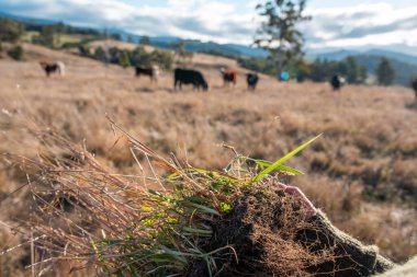  Çiftçi Toprak Sağlığını Denetliyor ve Avustralya Çiftliği 'nde Çimen Kökleri. Yenilenebilir Tarım ve Çevresel Yönetimin Sürdürülebilir Geleceği İçin Anahtar Uygulamalarının Vurgulanması