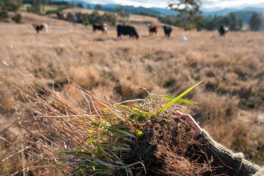  Çiftçi Toprak Sağlığını Denetliyor ve Avustralya Çiftliği 'nde Çimen Kökleri. Yenilenebilir Tarım ve Çevresel Yönetimin Sürdürülebilir Geleceği İçin Anahtar Uygulamalarının Vurgulanması