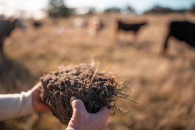  Çiftçi Toprak Sağlığını Denetliyor ve Avustralya Çiftliği 'nde Çimen Kökleri. Yenilenebilir Tarım ve Çevresel Yönetimin Sürdürülebilir Geleceği İçin Anahtar Uygulamalarının Vurgulanması