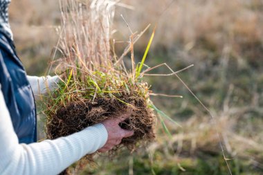  Çiftçi Toprak Sağlığını Denetliyor ve Avustralya Çiftliği 'nde Çimen Kökleri. Yenilenebilir Tarım ve Çevresel Yönetimin Sürdürülebilir Geleceği İçin Anahtar Uygulamalarının Vurgulanması