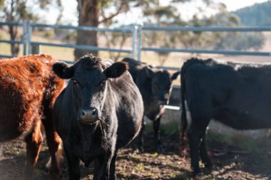 Avustralya 'daki güzel sığırlar ot yer, otlakta otlarlar. Tarımsal bir çiftlikte yetiştirilen sığır sürüsü. Sürdürülebilir tarım 