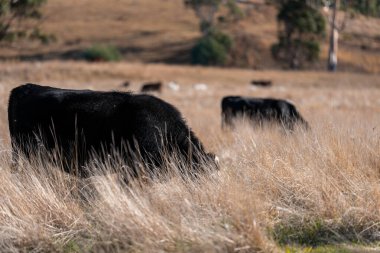 Avustralya 'daki güzel sığırlar ot yer, otlakta otlarlar. Tarımsal bir çiftlikte yetiştirilen sığır sürüsü. Sürdürülebilir tarım 