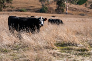 Avustralya 'daki güzel sığırlar ot yer, otlakta otlarlar. Tarımsal bir çiftlikte yetiştirilen sığır sürüsü. Sürdürülebilir tarım 