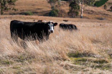 Avustralya 'daki güzel sığırlar ot yer, otlakta otlarlar. Tarımsal bir çiftlikte yetiştirilen sığır sürüsü. Sürdürülebilir tarım 