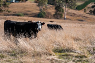 Avustralya 'daki güzel sığırlar ot yer, otlakta otlarlar. Tarımsal bir çiftlikte yetiştirilen sığır sürüsü. Sürdürülebilir tarım 