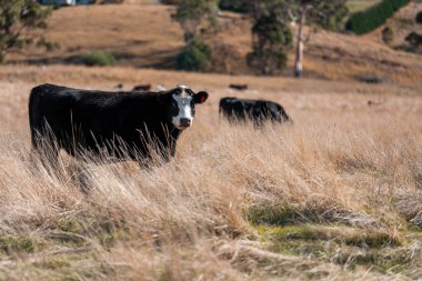 Avustralya 'daki güzel sığırlar ot yer, otlakta otlarlar. Tarımsal bir çiftlikte yetiştirilen sığır sürüsü. Sürdürülebilir tarım 