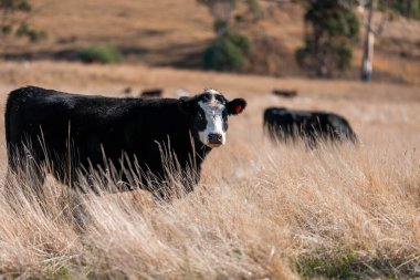 Avustralya 'daki güzel sığırlar ot yer, otlakta otlarlar. Tarımsal bir çiftlikte yetiştirilen sığır sürüsü. Sürdürülebilir tarım 