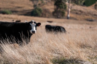 Avustralya 'daki güzel sığırlar ot yer, otlakta otlarlar. Tarımsal bir çiftlikte yetiştirilen sığır sürüsü. Sürdürülebilir tarım 