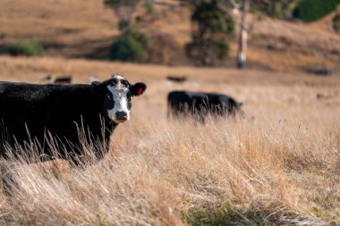 Avustralya 'daki güzel sığırlar ot yer, otlakta otlarlar. Tarımsal bir çiftlikte yetiştirilen sığır sürüsü. Sürdürülebilir tarım 
