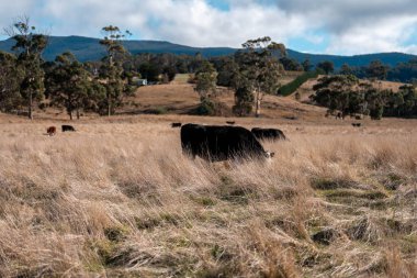 Avustralya 'daki güzel sığırlar ot yer, otlakta otlarlar. Tarımsal bir çiftlikte yetiştirilen sığır sürüsü. Sürdürülebilir tarım 