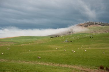 Kırsal Avustralya 'daki yemyeşil bir tepede koyun sürüsü otluyor. Sürdürülebilir Çimen Yönetimi, Merino koyunları, Yeni Zelanda 'da ve ilkbaharda Avustralya' da otlamak ve yemek.