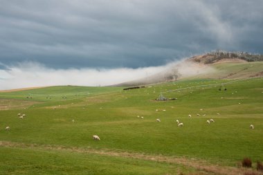 Kırsal Avustralya 'daki yemyeşil bir tepede koyun sürüsü otluyor. Sürdürülebilir Çimen Yönetimi, Merino koyunları, Yeni Zelanda 'da ve ilkbaharda Avustralya' da otlamak ve yemek.