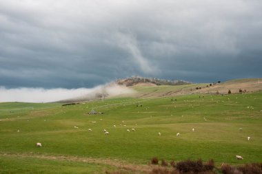 Kırsal Avustralya 'daki yemyeşil bir tepede koyun sürüsü otluyor. Sürdürülebilir Çimen Yönetimi, Merino koyunları, Yeni Zelanda 'da ve ilkbaharda Avustralya' da otlamak ve yemek.
