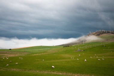 Kırsal Avustralya 'daki yemyeşil bir tepede koyun sürüsü otluyor. Sürdürülebilir Çimen Yönetimi, Merino koyunları, Yeni Zelanda 'da ve ilkbaharda Avustralya' da otlamak ve yemek.