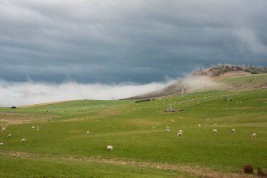 Kırsal Avustralya 'daki yemyeşil bir tepede koyun sürüsü otluyor. Sürdürülebilir Çimen Yönetimi, Merino koyunları, Yeni Zelanda 'da ve ilkbaharda Avustralya' da otlamak ve yemek.