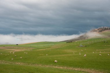 Kırsal Avustralya 'daki yemyeşil bir tepede koyun sürüsü otluyor. Sürdürülebilir Çimen Yönetimi, Merino koyunları, Yeni Zelanda 'da ve ilkbaharda Avustralya' da otlamak ve yemek.