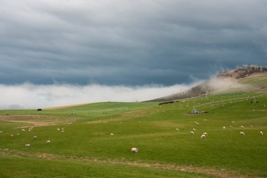 Kırsal Avustralya 'daki yemyeşil bir tepede koyun sürüsü otluyor. Sürdürülebilir Çimen Yönetimi, Merino koyunları, Yeni Zelanda 'da ve ilkbaharda Avustralya' da otlamak ve yemek.