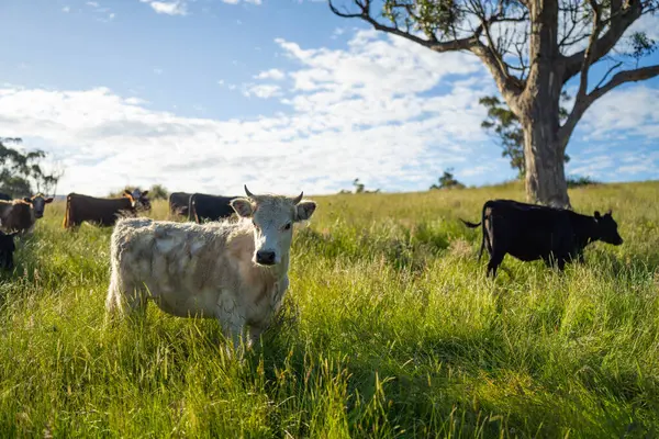 Avustralya 'daki güzel sığırlar ot yer, otlakta otlarlar. Tarımsal bir çiftlikte yetiştirilen sığır sürüsü. İlkbaharda sürdürülebilir tarım