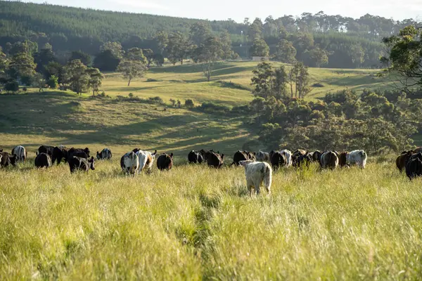 Bir tarlada ineklerle büyüyen uzun otlar, Sürdürülebilir bir Avustralya Çiftliğinde Sağlıklı Sığır Sürüsü. İlkbaharda Kırsal Tarım 'ın Yenilenme Uygulamalarını Sembolize Etmek