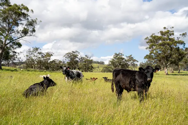 Bir tarlada ineklerle büyüyen uzun otlar, Sürdürülebilir bir Avustralya Çiftliğinde Sağlıklı Sığır Sürüsü. İlkbaharda Kırsal Tarım 'ın Yenilenme Uygulamalarını Sembolize Etmek