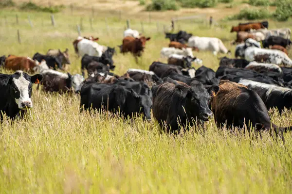 İngiltere 'de bir çiftlikteki bir tarlada sığır budu. Baharda çayırda otlayan İngiliz sığırları. Sürdürülebilir bir tarım çiftliğinin otlağında büyüyen yeşil çimenler.
