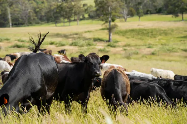 Bir tarlada ineklerle büyüyen uzun otlar, Sürdürülebilir bir Avustralya Çiftliğinde Sağlıklı Sığır Sürüsü. İlkbaharda Kırsal Tarım 'ın Yenilenme Uygulamalarını Sembolize Etmek