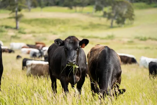 Avustralya 'daki güzel sığırlar ot yer, otlakta otlarlar. Tarımsal bir çiftlikte yetiştirilen sığır sürüsü. İlkbaharda sürdürülebilir tarım