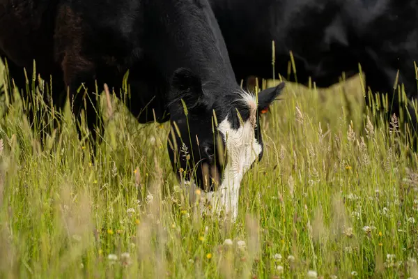Avustralya 'daki güzel sığırlar ot yer, otlakta otlarlar. Tarımsal bir çiftlikte yetiştirilen sığır sürüsü. İlkbaharda sürdürülebilir tarım