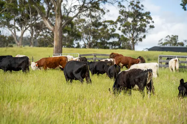 Avustralya 'daki güzel sığırlar ot yer, otlakta otlarlar. Tarımsal bir çiftlikte yetiştirilen sığır sürüsü. İlkbaharda sürdürülebilir tarım