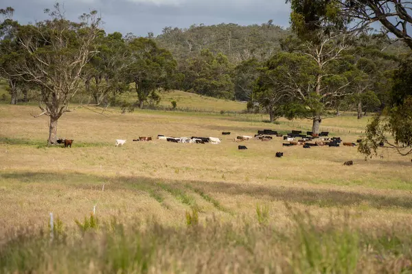 Bir tarlada ineklerle büyüyen uzun otlar, Sürdürülebilir bir Avustralya Çiftliğinde Sağlıklı Sığır Sürüsü. İlkbaharda Kırsal Tarım 'ın Yenilenme Uygulamalarını Sembolize Etmek
