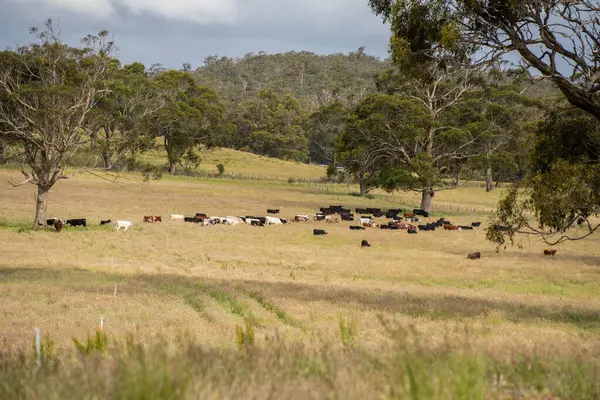 Green Pasture çiftliği sürdürülebilir tarım yapıyor Avustralya 'da yenilenebilir çiftliğin geleceği. Sağlıklı Toprak Yönetimi, Çevre Yönetimi ve Kırsal Peyzaj Gösterimi