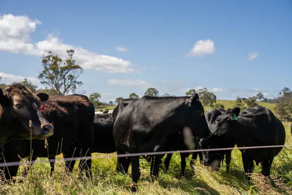 İngiltere 'de bir çiftlikteki bir tarlada sığır budu. Baharda çayırda otlayan İngiliz sığırları. Sürdürülebilir bir tarım çiftliğinin otlağında büyüyen yeşil çimenler.