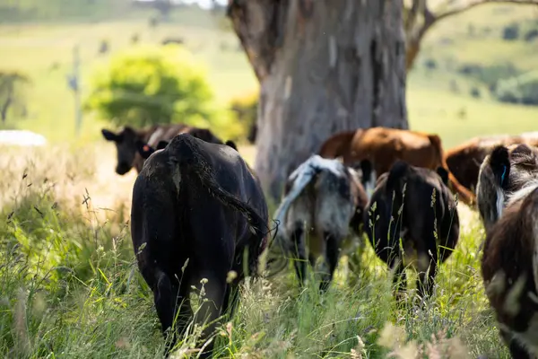 Bir tarlada ineklerle büyüyen uzun otlar, Sürdürülebilir bir Avustralya Çiftliğinde Sağlıklı Sığır Sürüsü. İlkbaharda Kırsal Tarım 'ın Yenilenme Uygulamalarını Sembolize Etmek