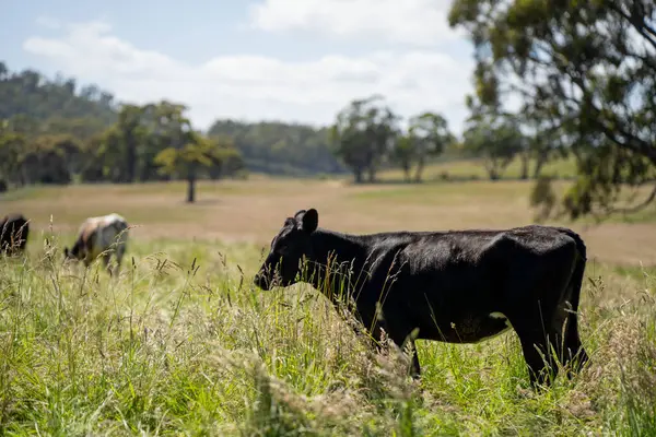 Bir tarlada ineklerle büyüyen uzun otlar, Sürdürülebilir bir Avustralya Çiftliğinde Sağlıklı Sığır Sürüsü. İlkbaharda Kırsal Tarım 'ın Yenilenme Uygulamalarını Sembolize Etmek