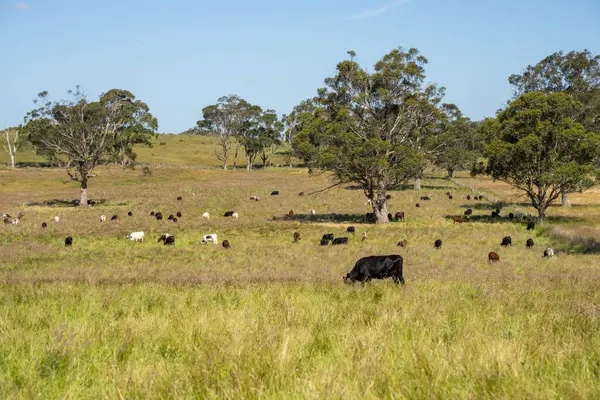 İngiltere 'de bir çiftlikteki bir tarlada sığır budu. Baharda çayırda otlayan İngiliz sığırları. Sürdürülebilir bir tarım çiftliğinin otlağında büyüyen yeşil çimenler.