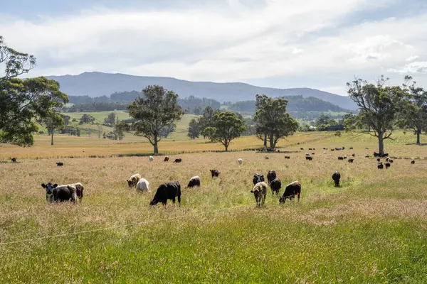 Bir tarlada ineklerle büyüyen uzun otlar, Sürdürülebilir bir Avustralya Çiftliğinde Sağlıklı Sığır Sürüsü. İlkbaharda Kırsal Tarım 'ın Yenilenme Uygulamalarını Sembolize Etmek