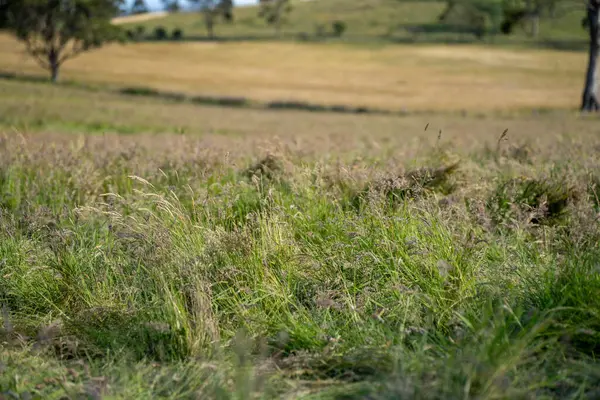 Avustralya 'daki güzel sığırlar ot yer, otlakta otlarlar. Tarımsal bir çiftlikte yetiştirilen sığır sürüsü. İlkbaharda sürdürülebilir tarım