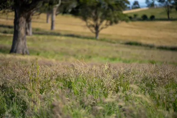 Green Pasture çiftliği sürdürülebilir tarım yapıyor Avustralya 'da yenilenebilir çiftliğin geleceği. Sağlıklı Toprak Yönetimi, Çevre Yönetimi ve Kırsal Peyzaj Gösterimi