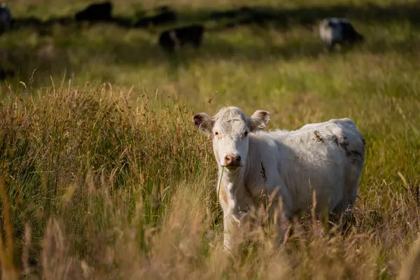 Green Pasture çiftliği sürdürülebilir tarım yapıyor Avustralya 'da yenilenebilir çiftliğin geleceği. Sağlıklı Toprak Yönetimi, Çevre Yönetimi ve Kırsal Peyzaj Gösterimi