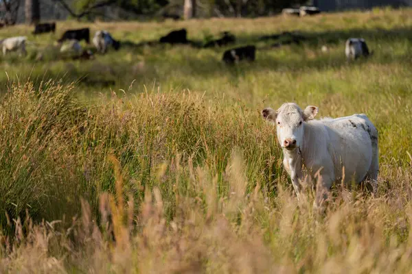 Altın Avustralya Çiftliği, yemyeşil çimleri, tarlada inekleri, sakızlı manzarası var. Geniş Kırsal Araziler ve Avustralya 'da sürdürülebilir yenilenebilir tarım için ilkbaharda